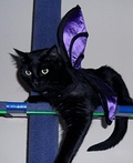 Bat Cat Costume