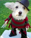 Dog Freddy Krueger Costume - 2012 Halloween Costume Contest Freddy Krueger Costume