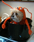 Lobster Costume