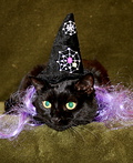 Homemade Witch Cat Costume - 2011 Halloween Costume Contest Witch Cat Costume
