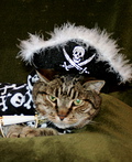 Muffin the Pirate Costume