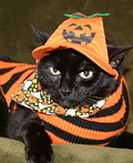 Pumpkin Cat Costume