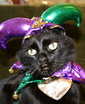 Jester Cat Costume