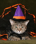Homemade Witch Costume for Cats - 2011 Halloween Costume Contest Witch Cat Costume