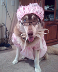 The Big  Bad Wolf Costume