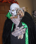 Vampire Costume