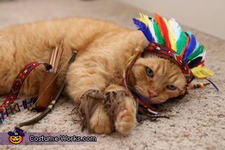 Image result for chief cat