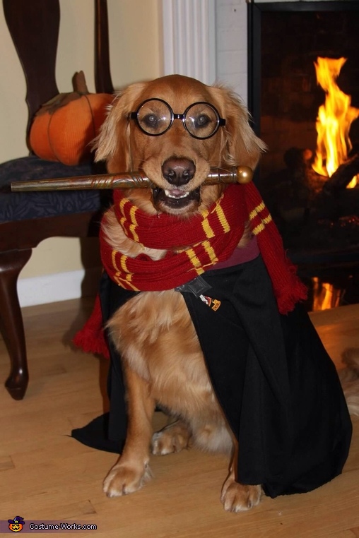 Easy DIY Harry Potter Dog Costume