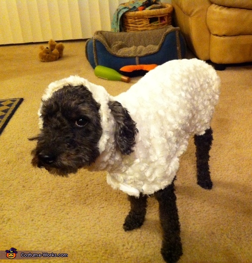 10+ Diy sheep costume for dog ideas