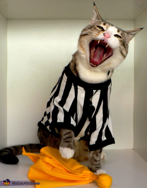 Image result for cat in referee costume