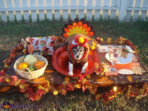 Image result for thanksgiving animals photos