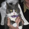 Photo #2 - Purrfect Angel
