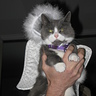 Photo #3 - Purrfect Angel