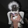 Photo #4 - Purrfect Angel
