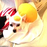 Photo #2 - Queso - The Eggs