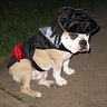 Photo #1 - Captain Jack Sparrow