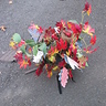 Photo #2 - Fall Tree