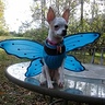 Photo #1 - fly away