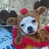 Photo #2 - my  little Rudolph