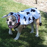 Photo #1 - Free Range State