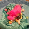 Photo #3 - here you can see the entire hippo costume