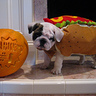 Photo #3 - HOT DIGGITY DOG!!