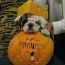 Photo #5 - I love the Green Bay Packers