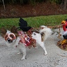 Photo #1 - Roadkill Zombie Dog  full costume seen from left side