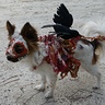 Photo #2 - Roadkill Zombie dog closeup of left side