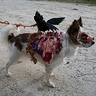 Photo #4 - Roadkill Zombie dog full costume seen from right side