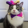 Photo #4 - Toby the Court Jester