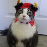 Photo #2 - Toby the Devil