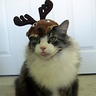 Photo #6 - Toby the Reindeer