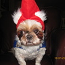 Photo #2 - Travelocity Gnome