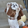 Photo #1 - Goopa! (Hi in Ewokese)