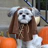 Photo #2 - WallE the Shi-Wok