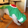 yoshi dog toy