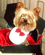 Dog in a Coffin Costume