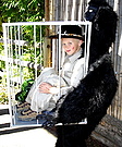 Hunter Captured by Gorilla Costume