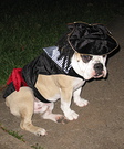 Dog Captain Jack Sparrow Costume
