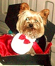 Dog in a Coffin Costume