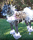 Earth Angel Mattie Costume for dog