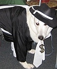Gangsta Dog Costume