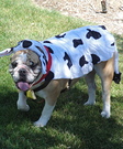 Homemade Cow Costume