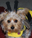 Bee costume for dogs