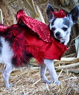 Little Devil Costume
