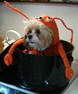 Lobster Costume for Dogs