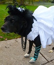 Hatsune Miku Costume for pets