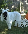 White Horse & Pumpkin Carriage Costume for dog