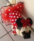 Homemade Minnie Mouse Costume for Dogs